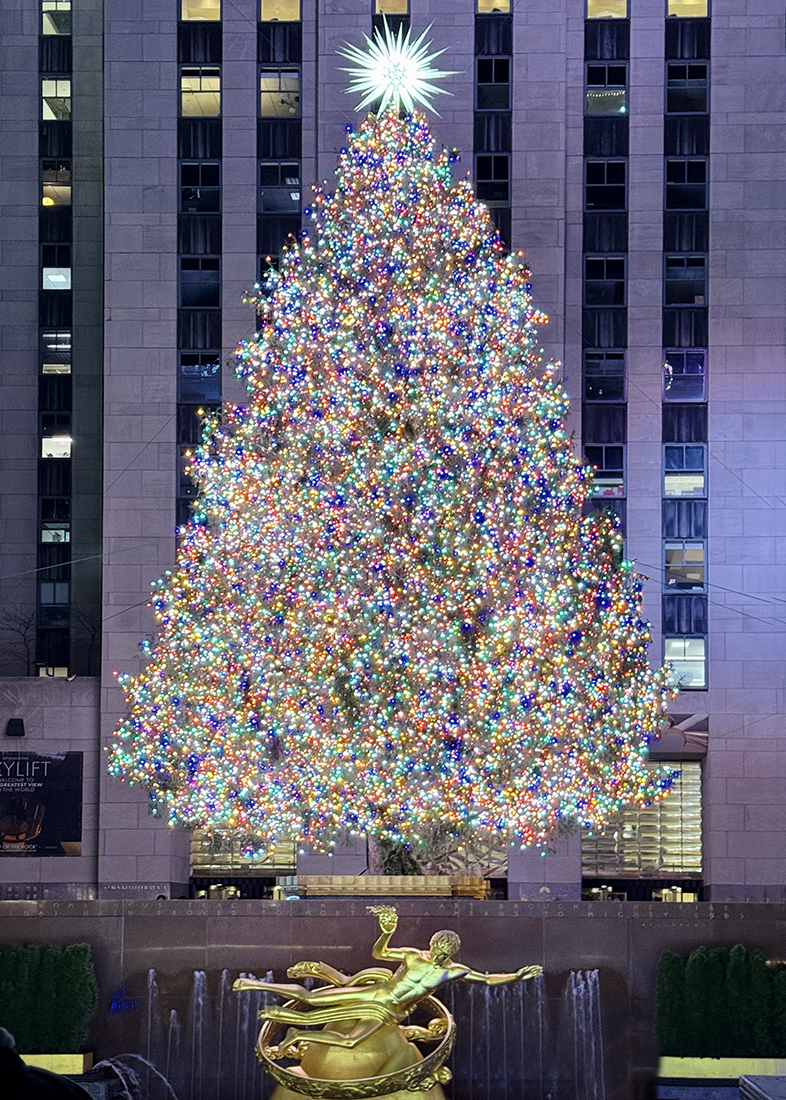 a visit to view THE tree!