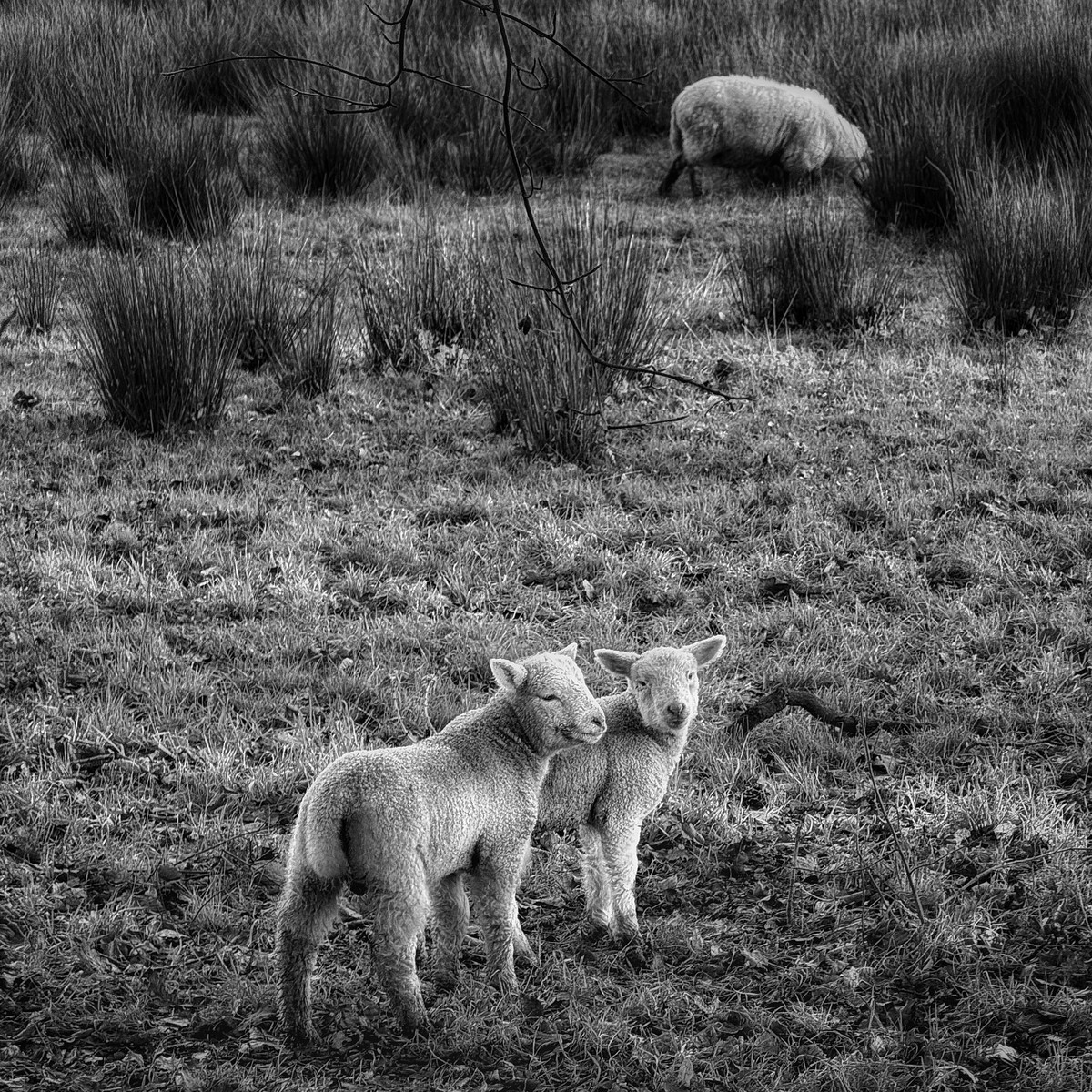 Winter lambs