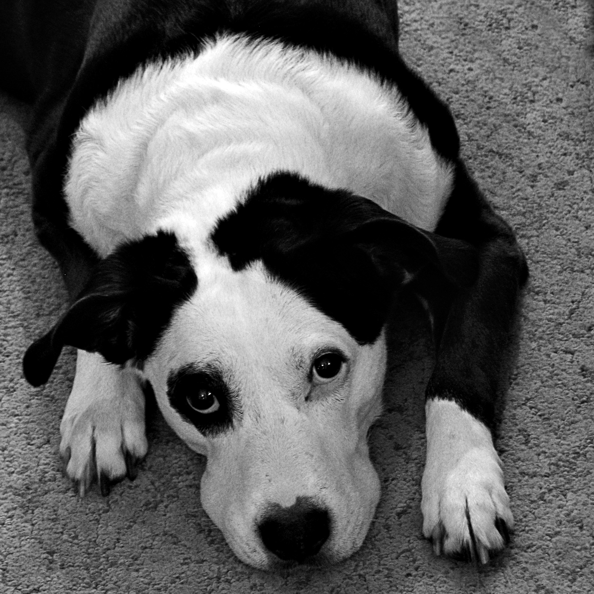 Roxie