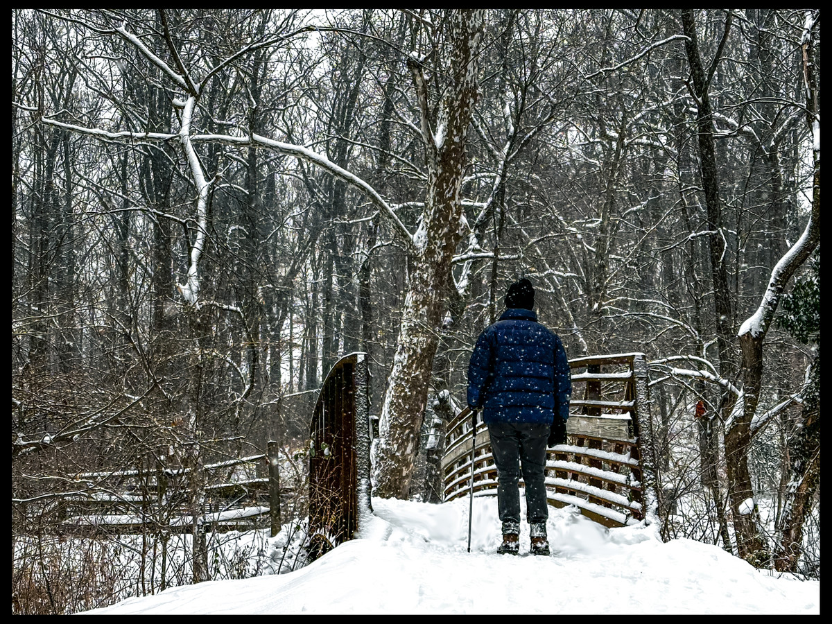 Snowy Evening Woods