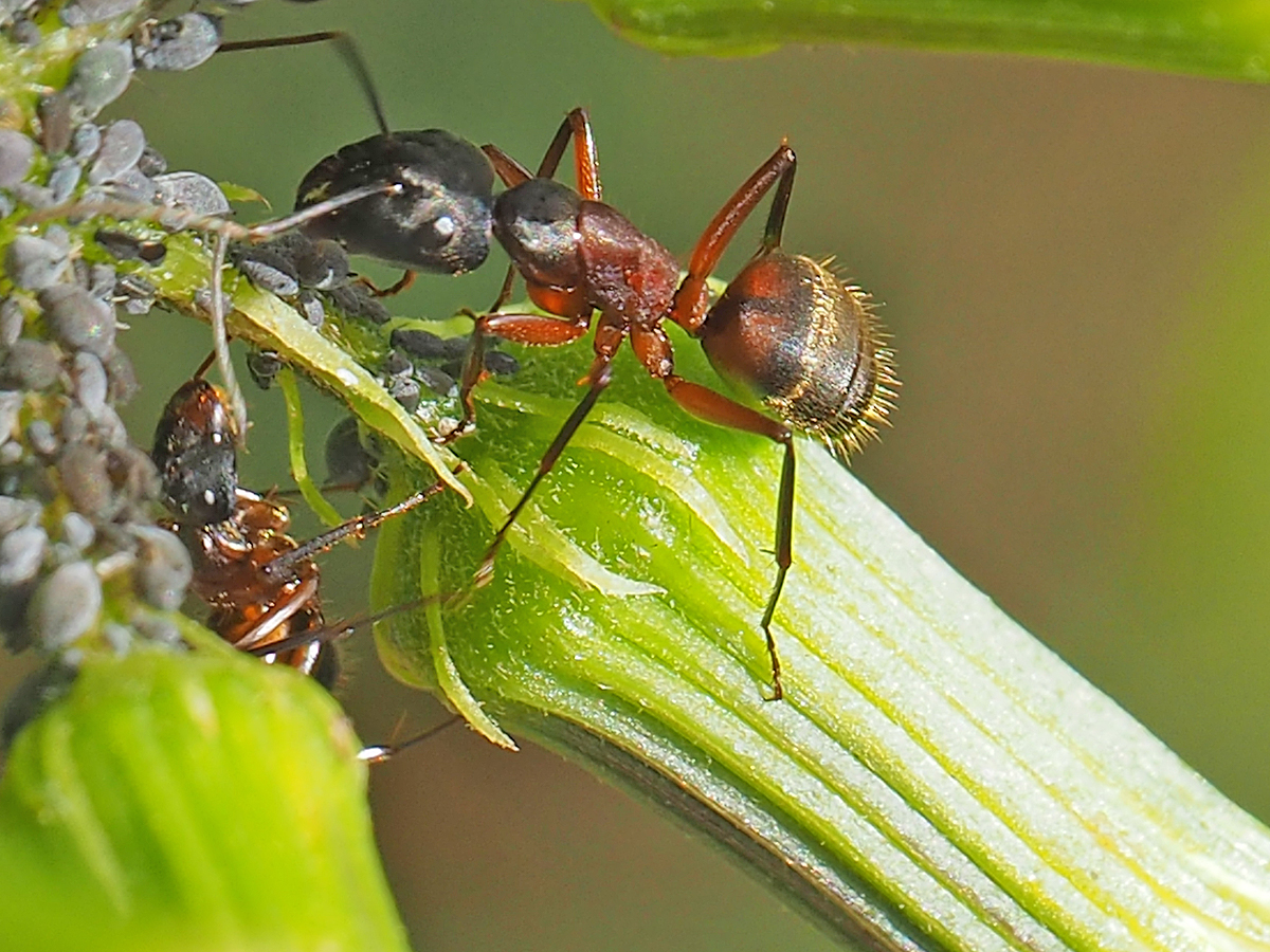 Ants