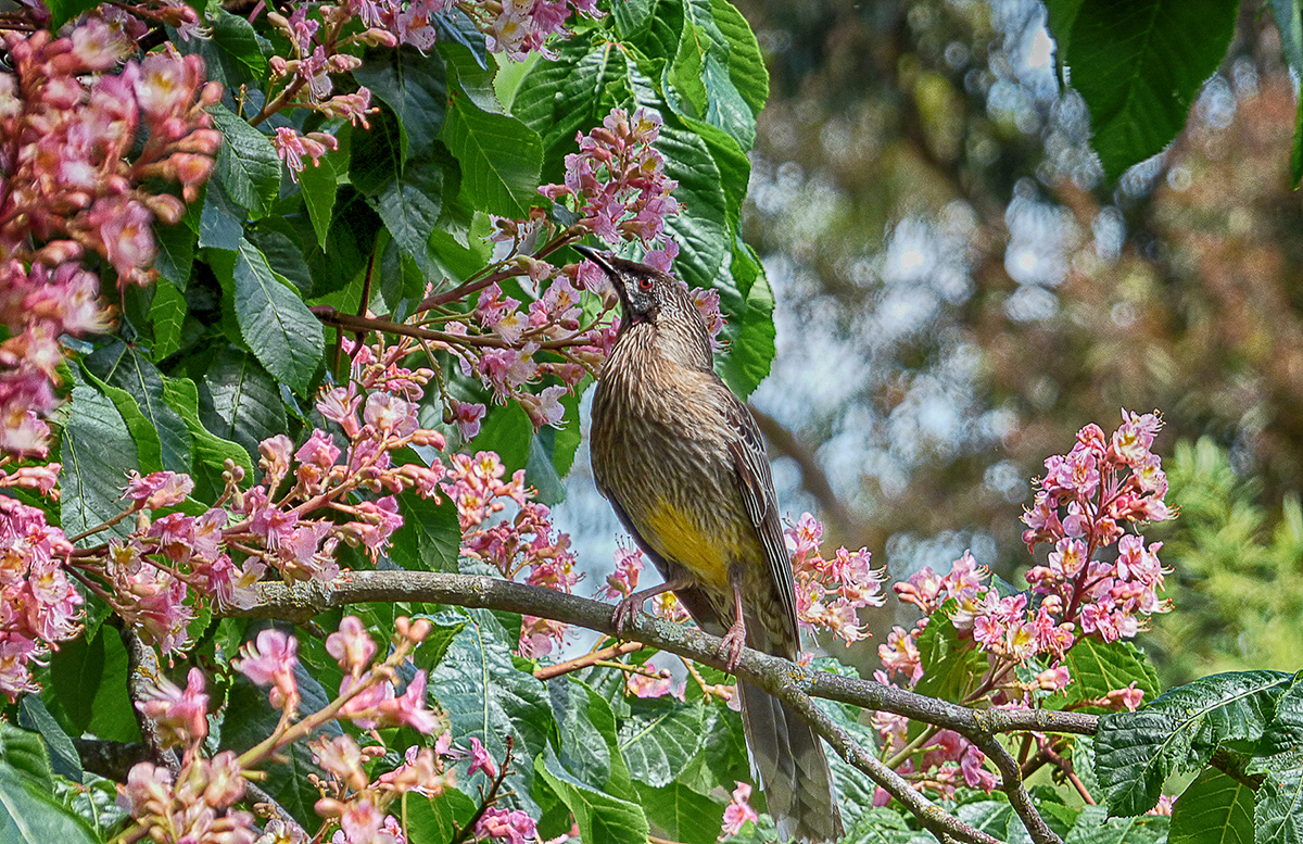 Wattlebird