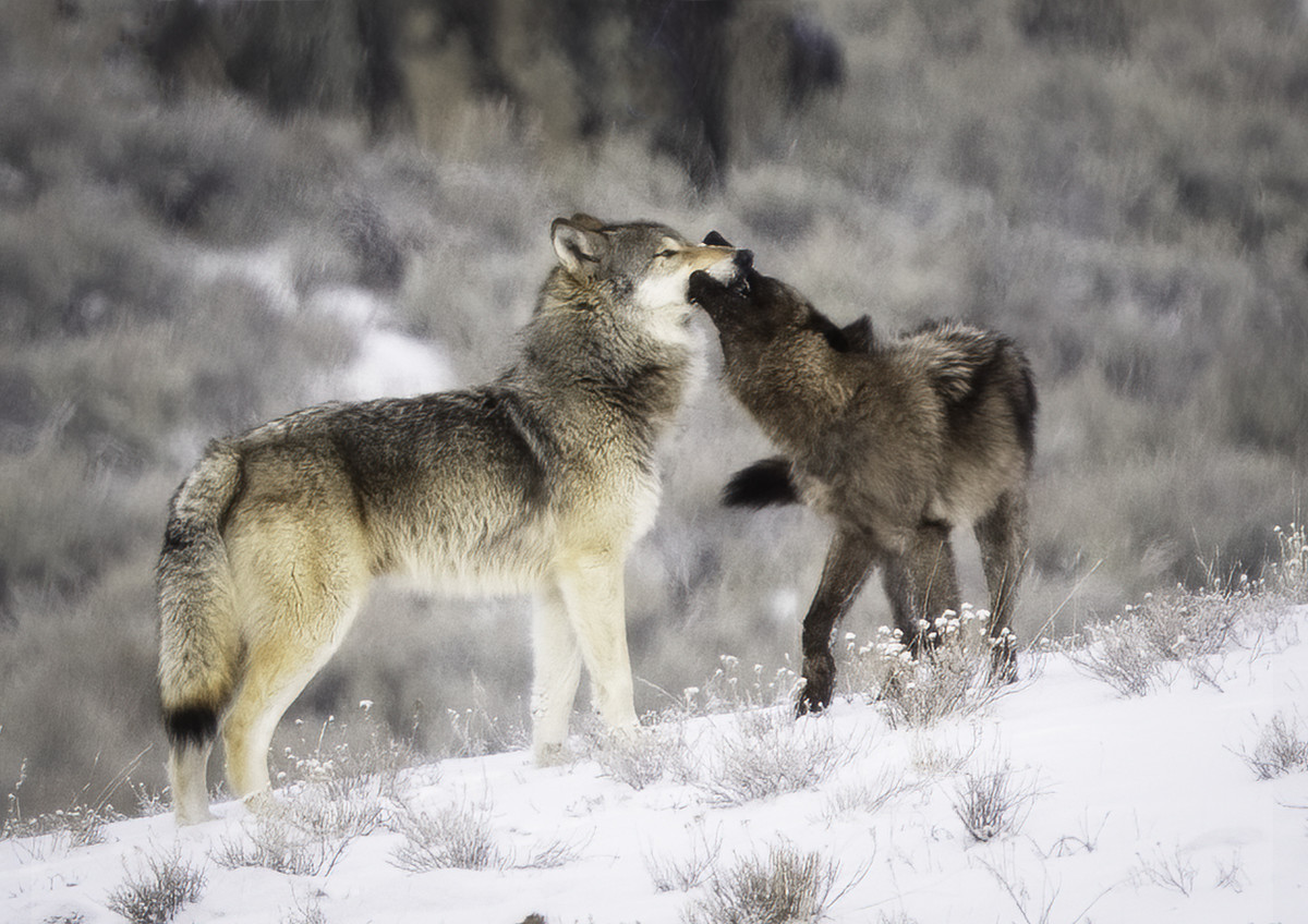 The Wolves of Yellowstone