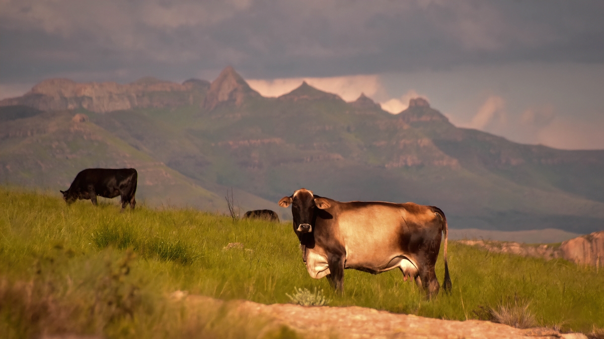 Grazing 