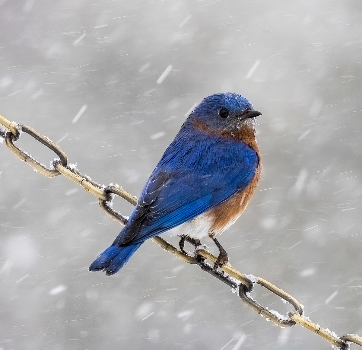 A Sturdy Perch