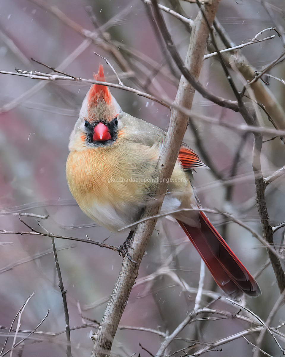 During The Snow (IMAGE_ID=1286195)