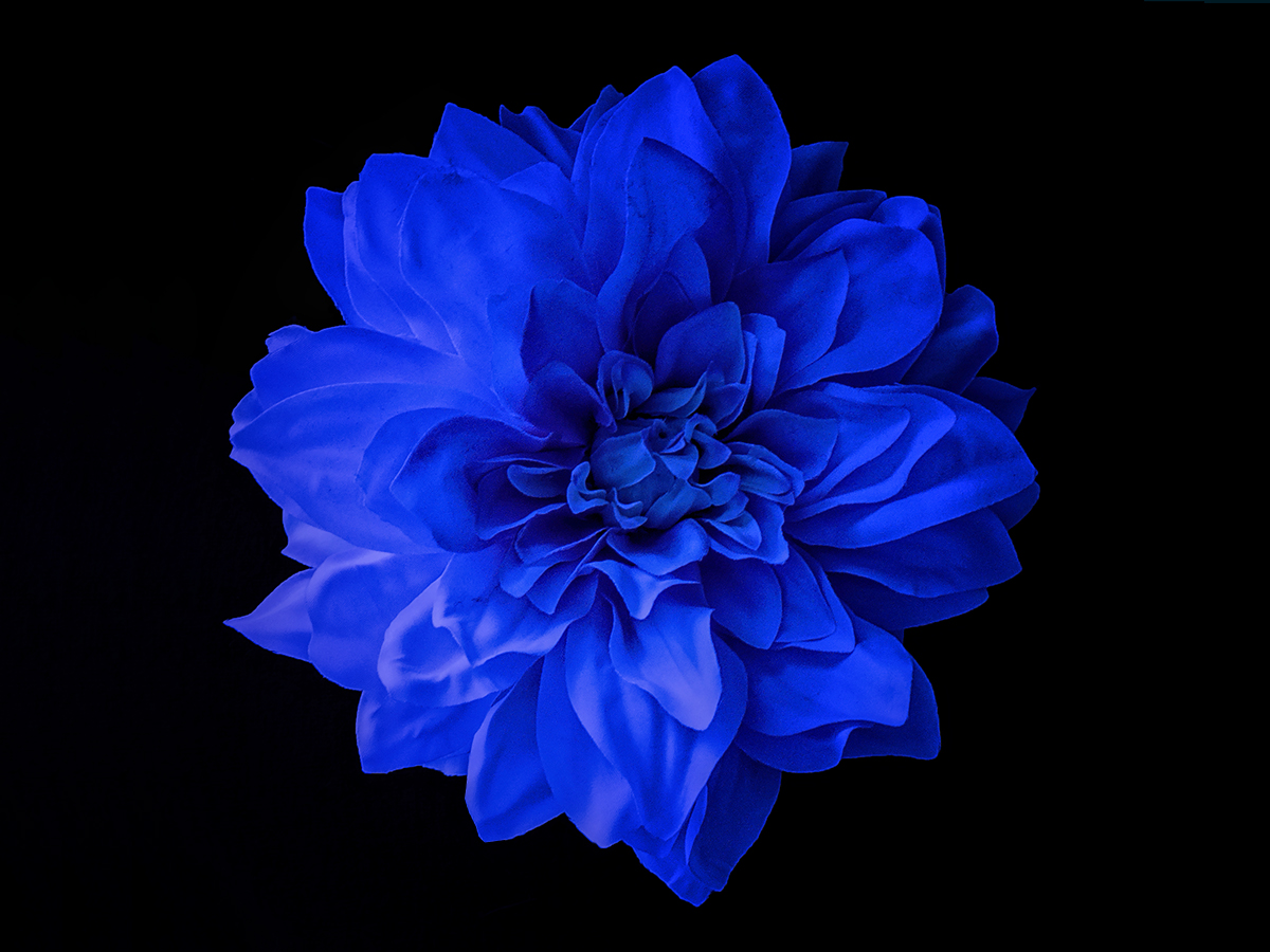 Blue Flower