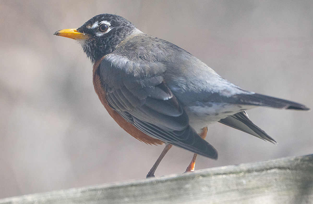 Why Are You Looking at Me?