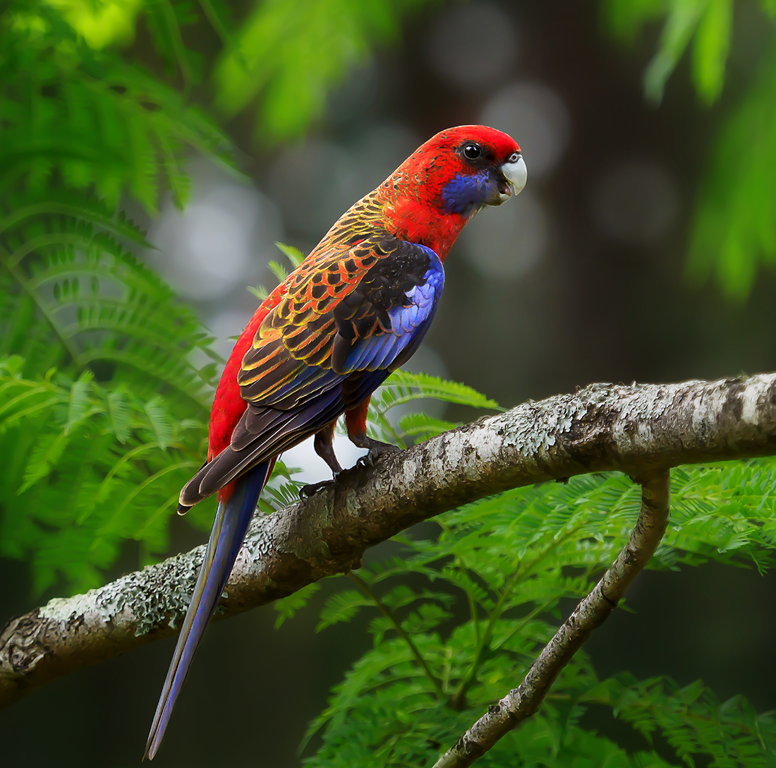 Plumage