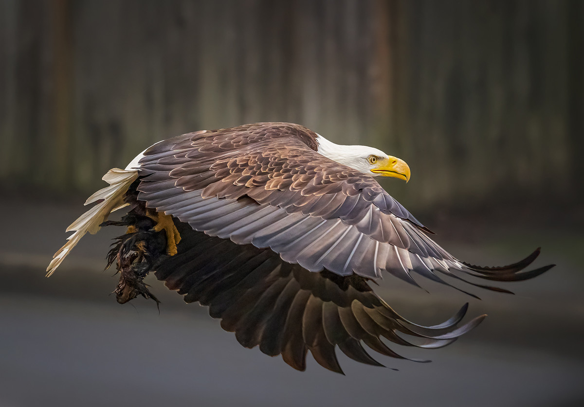 Feathers in Flight