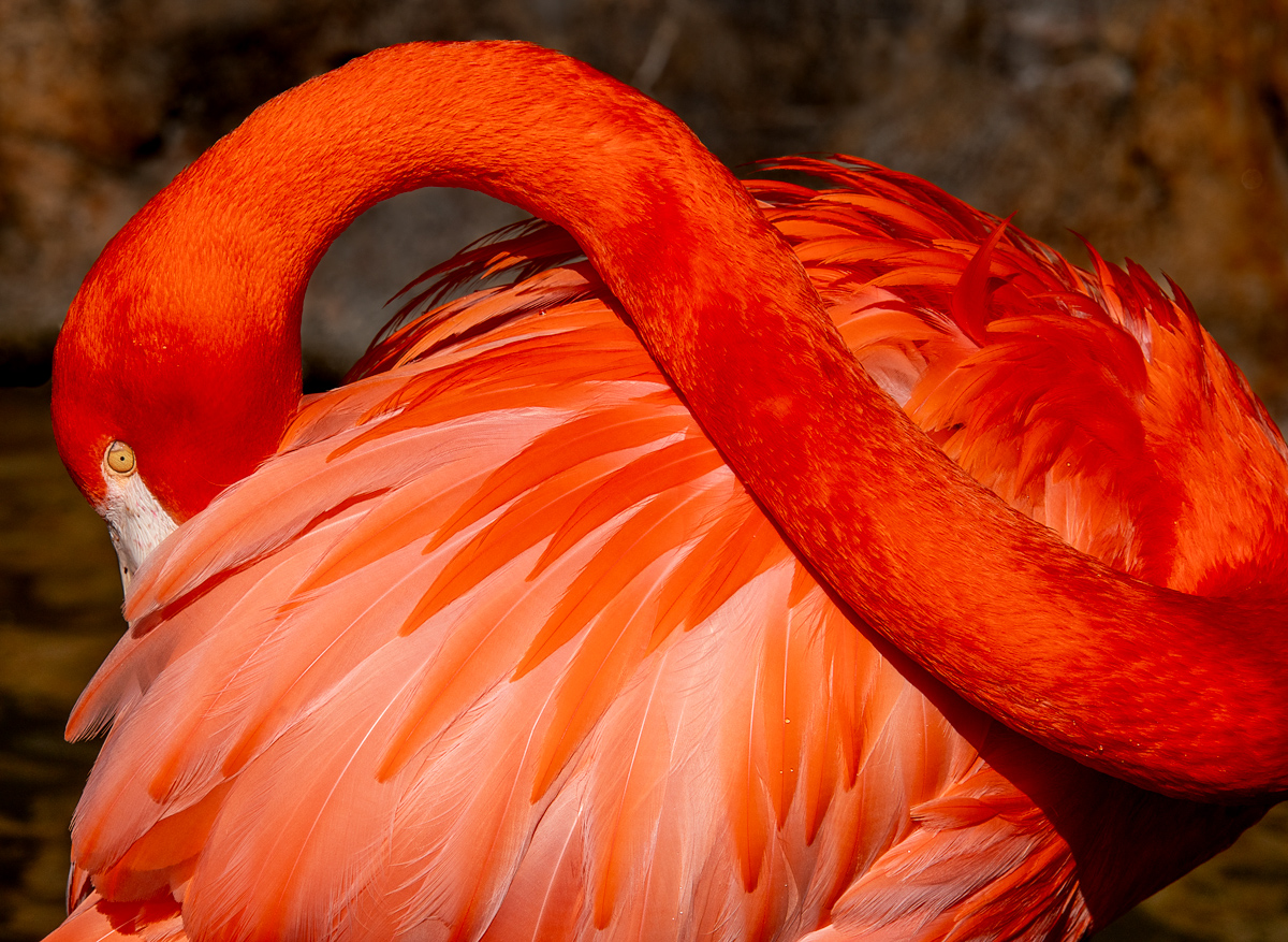 Caribbean Flamingo Preening
