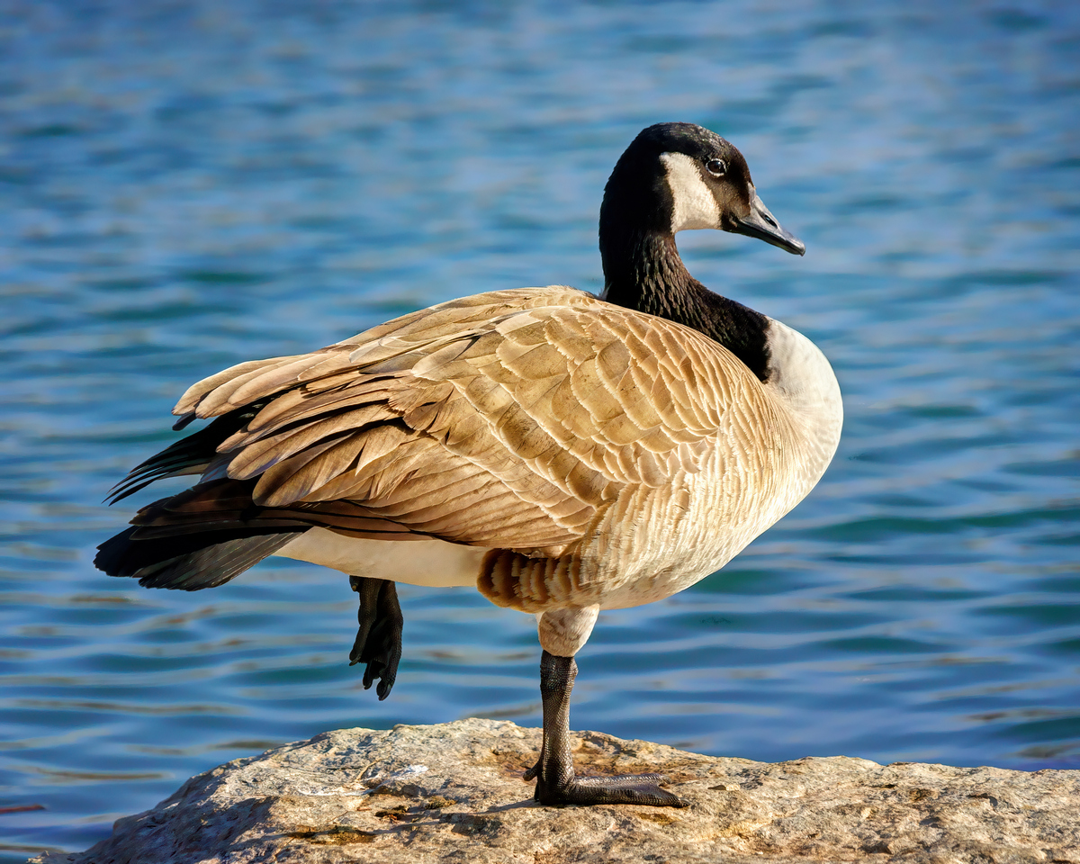 Heck - I Could Do This Standing on One Leg!