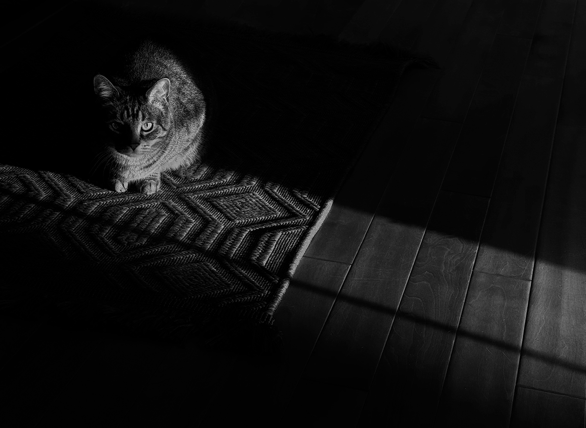 purrpetrator
