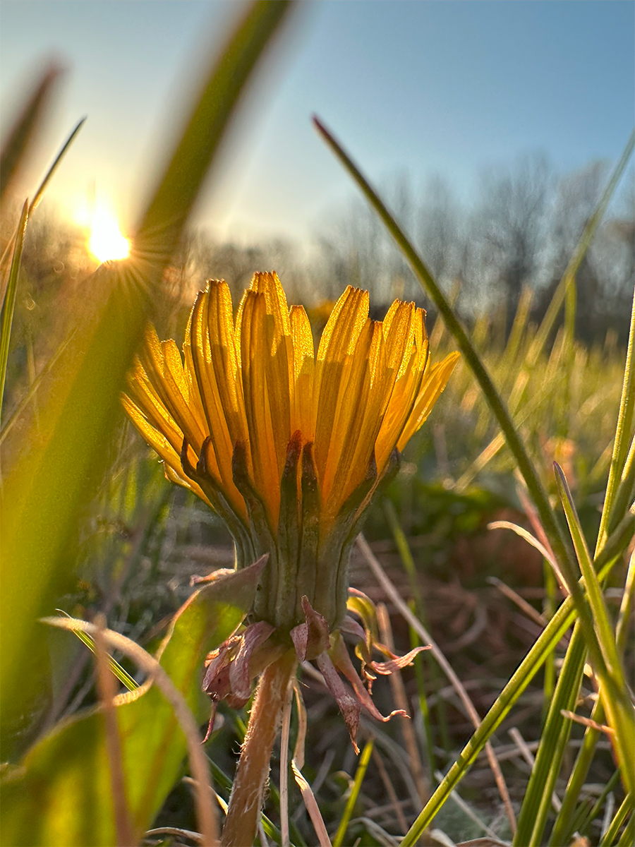 First Dandelion