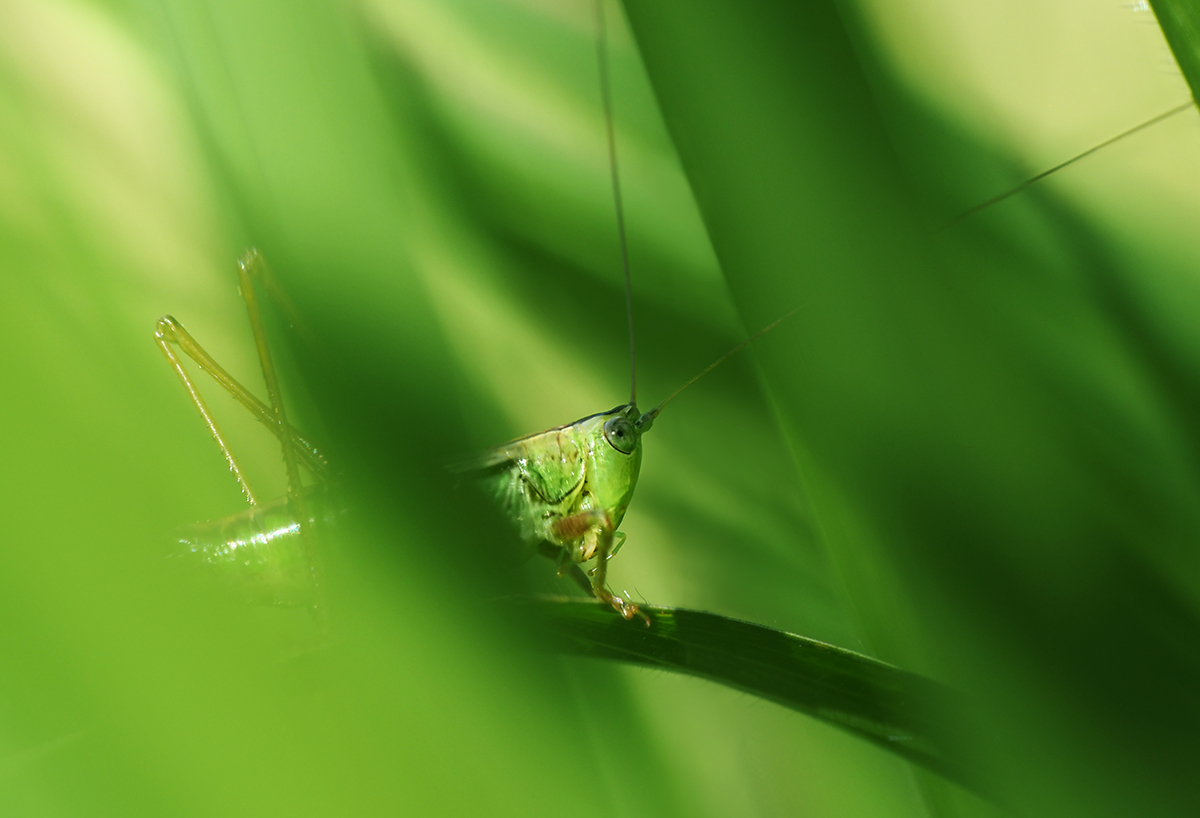 Grasshoppers are very shy.