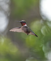 The Hummingbirds Are Back!