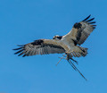 Osprey with Nest Material