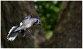 Flyaway 