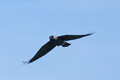Jack the Jackdaw