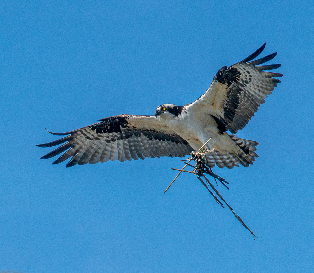Osprey with Nest Material