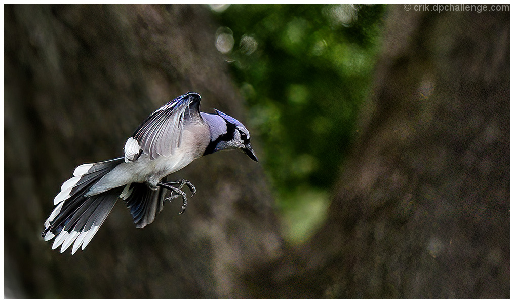 Flyaway 