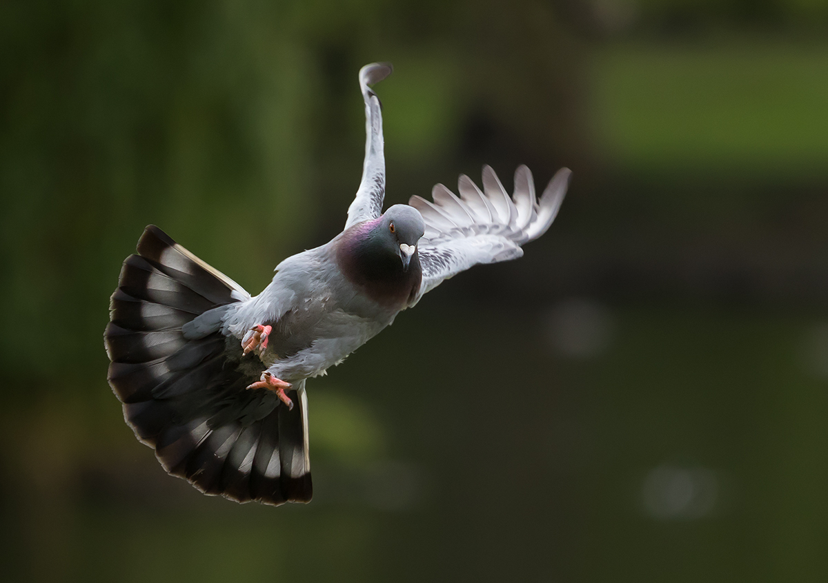 Flying not Falling