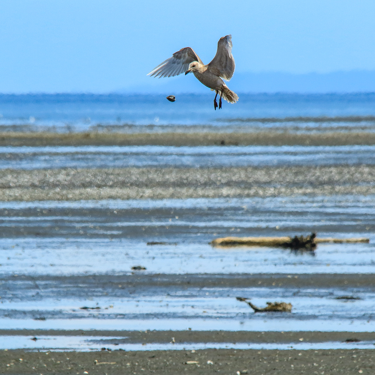 Gull & Clam