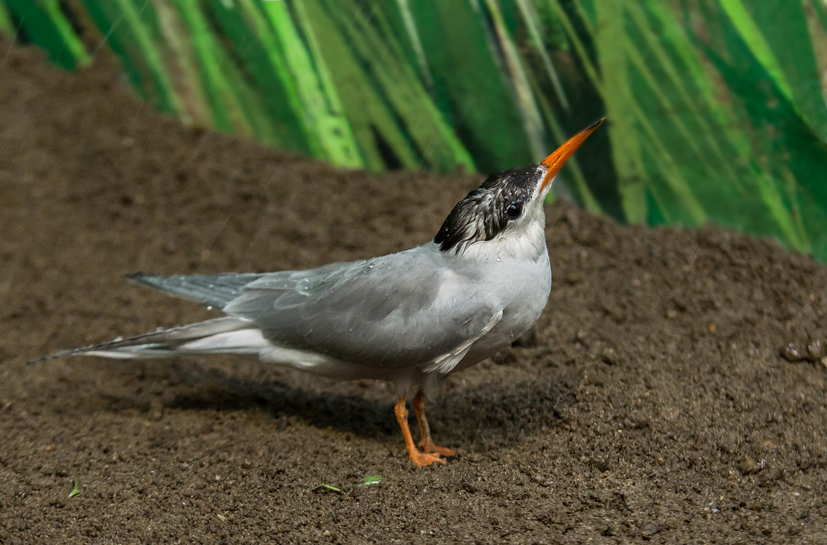 Tern Playing in the Rain