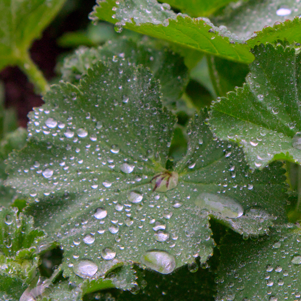 Drops