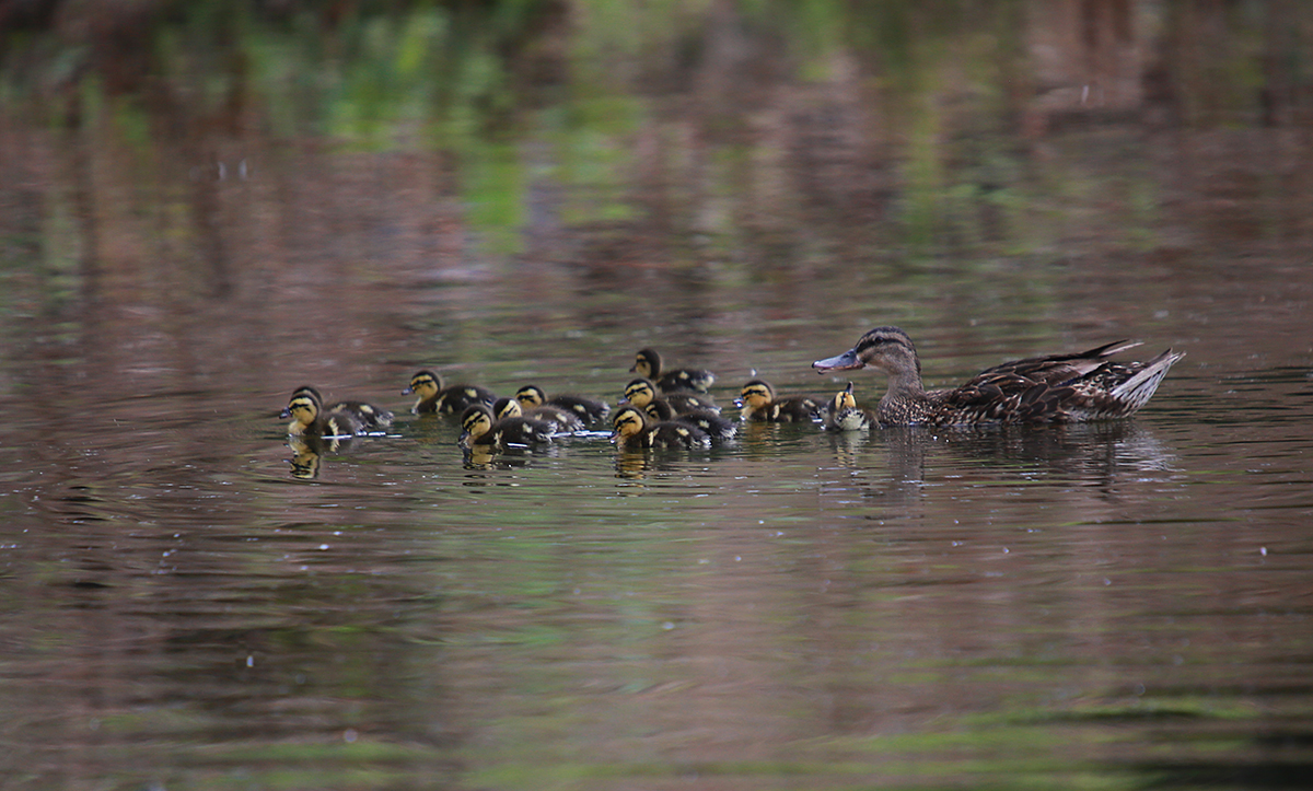 Rainy Ducks 
