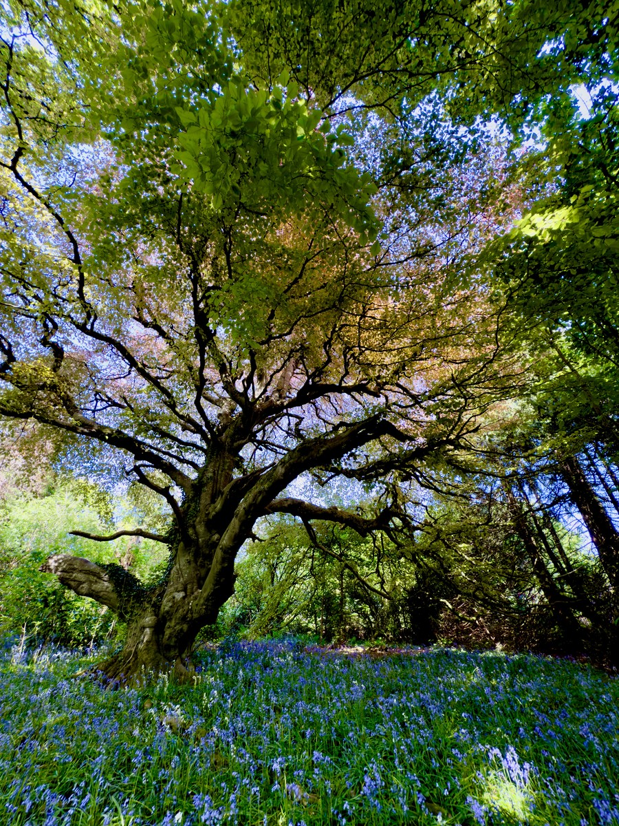 My favourite tree