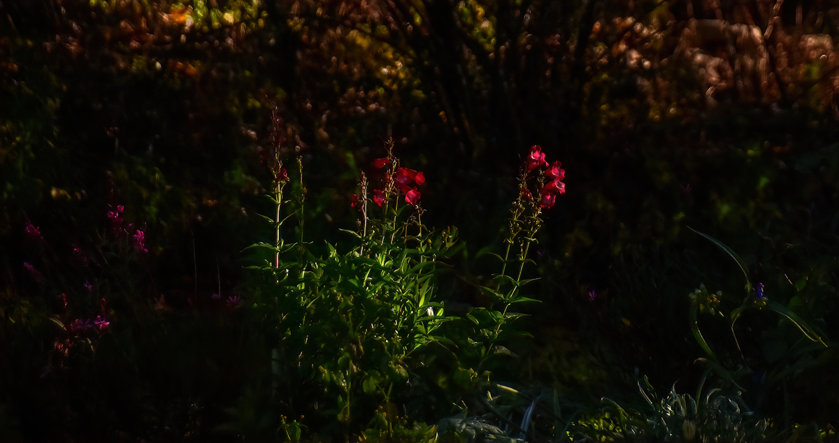 Light and shadow