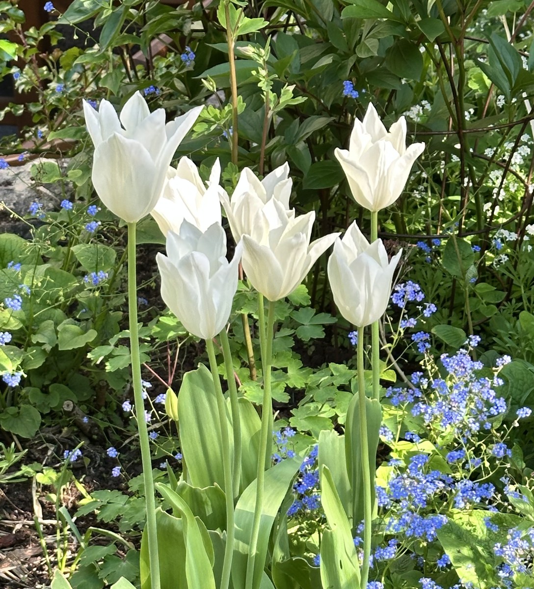 Shadow play on tulips