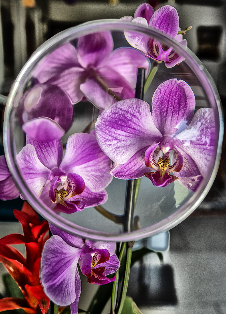 examining an orchid