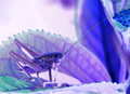 Nymph of large sabre-toothed cricket