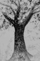 treek