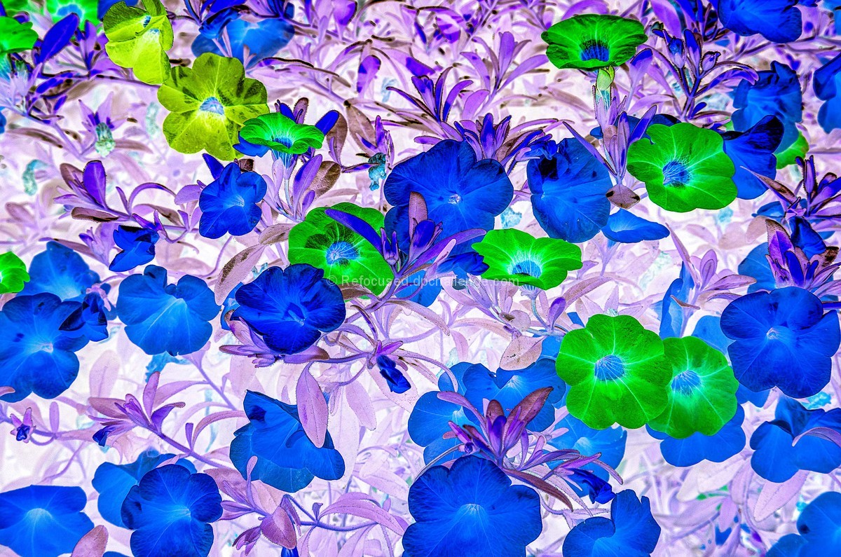 Calibrachoa
