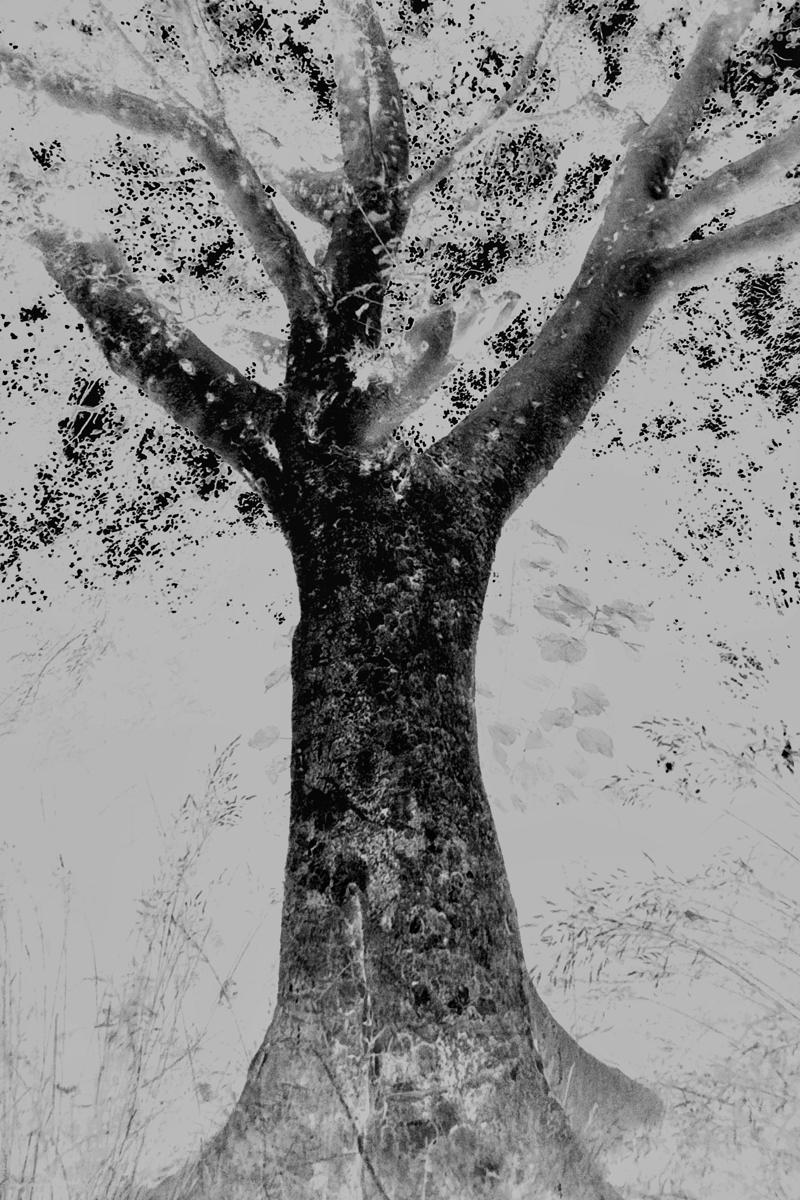 treek