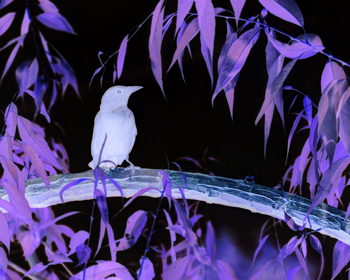 Inverted Silence