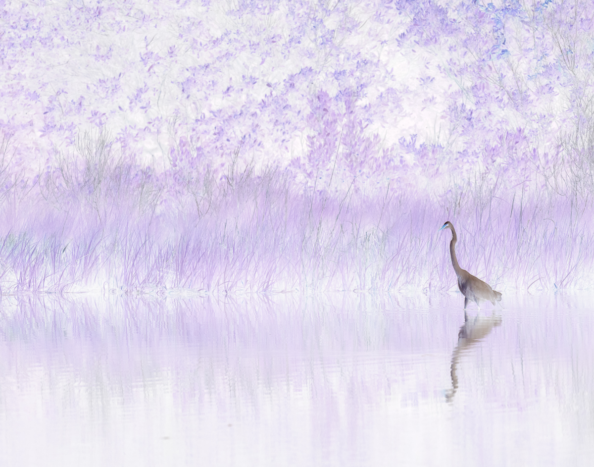 Lavender Dreams
