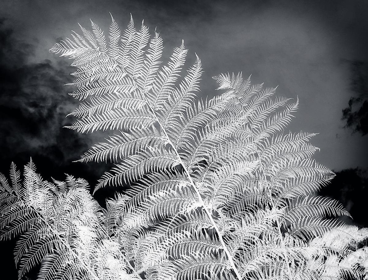 A Negative View of Ferns
