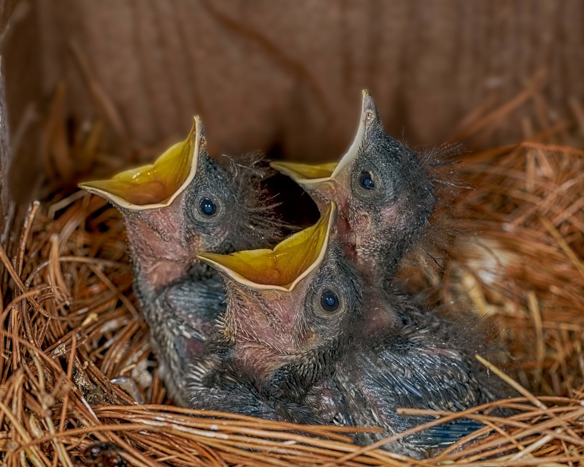 Trio