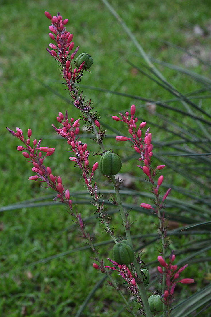 going to seed