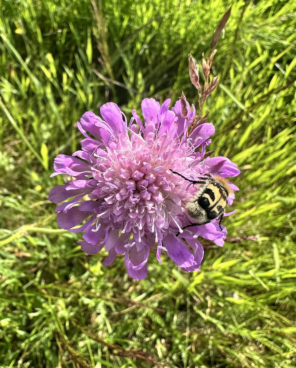 Pollinator