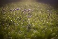 Morning Dew