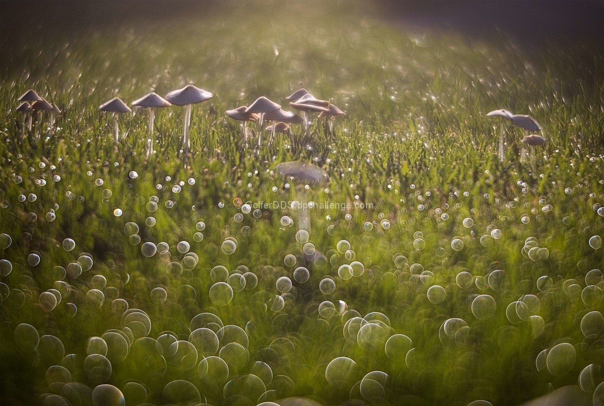 Morning Dew