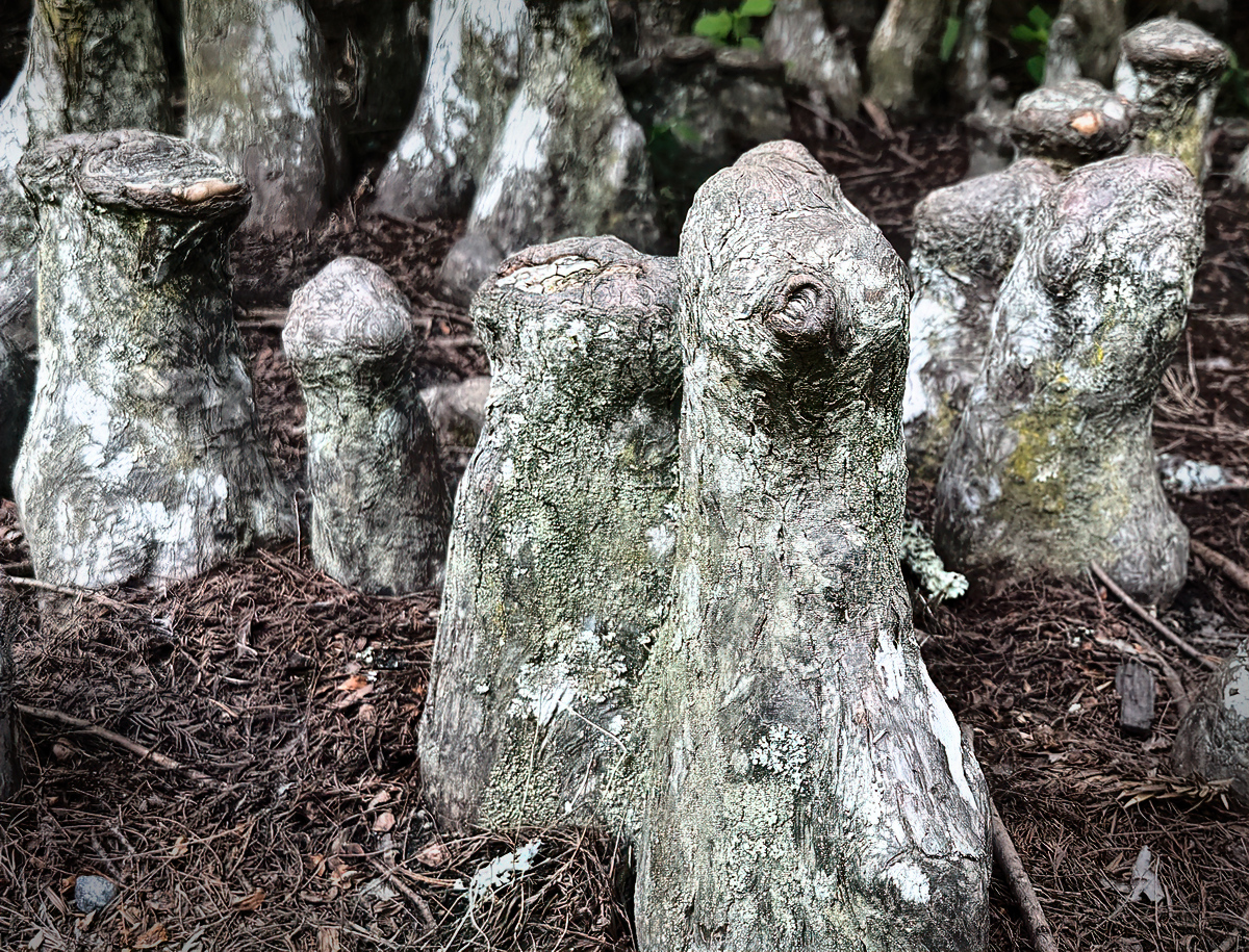 Bald Cypress
