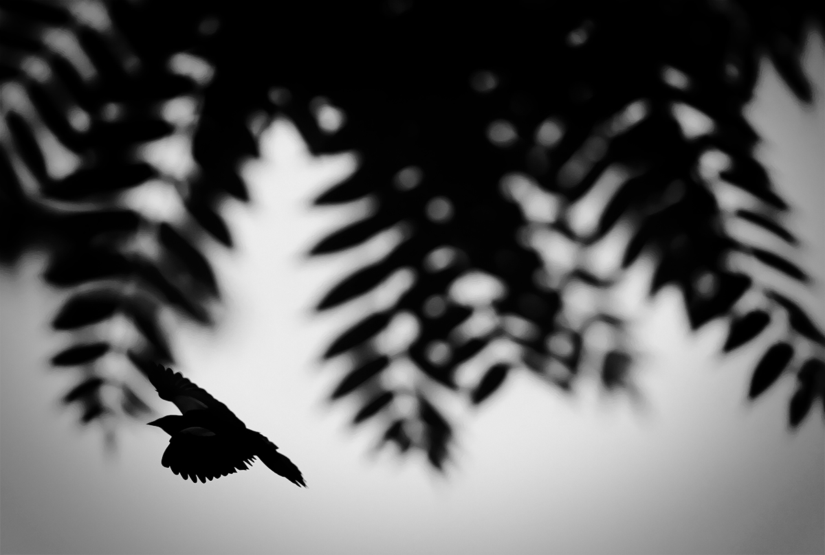 Feathery