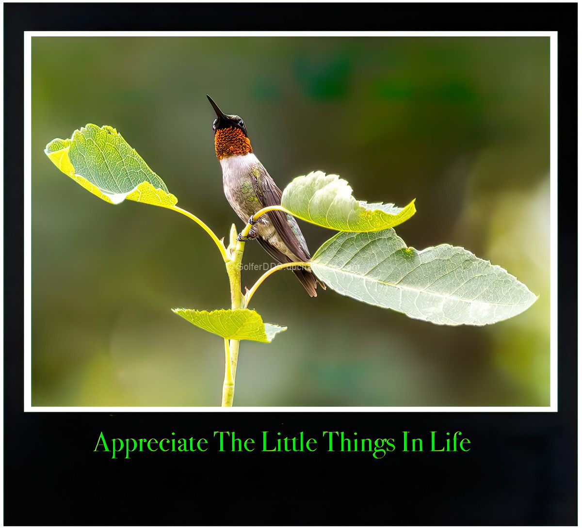 Appreciate The Little Things In Life