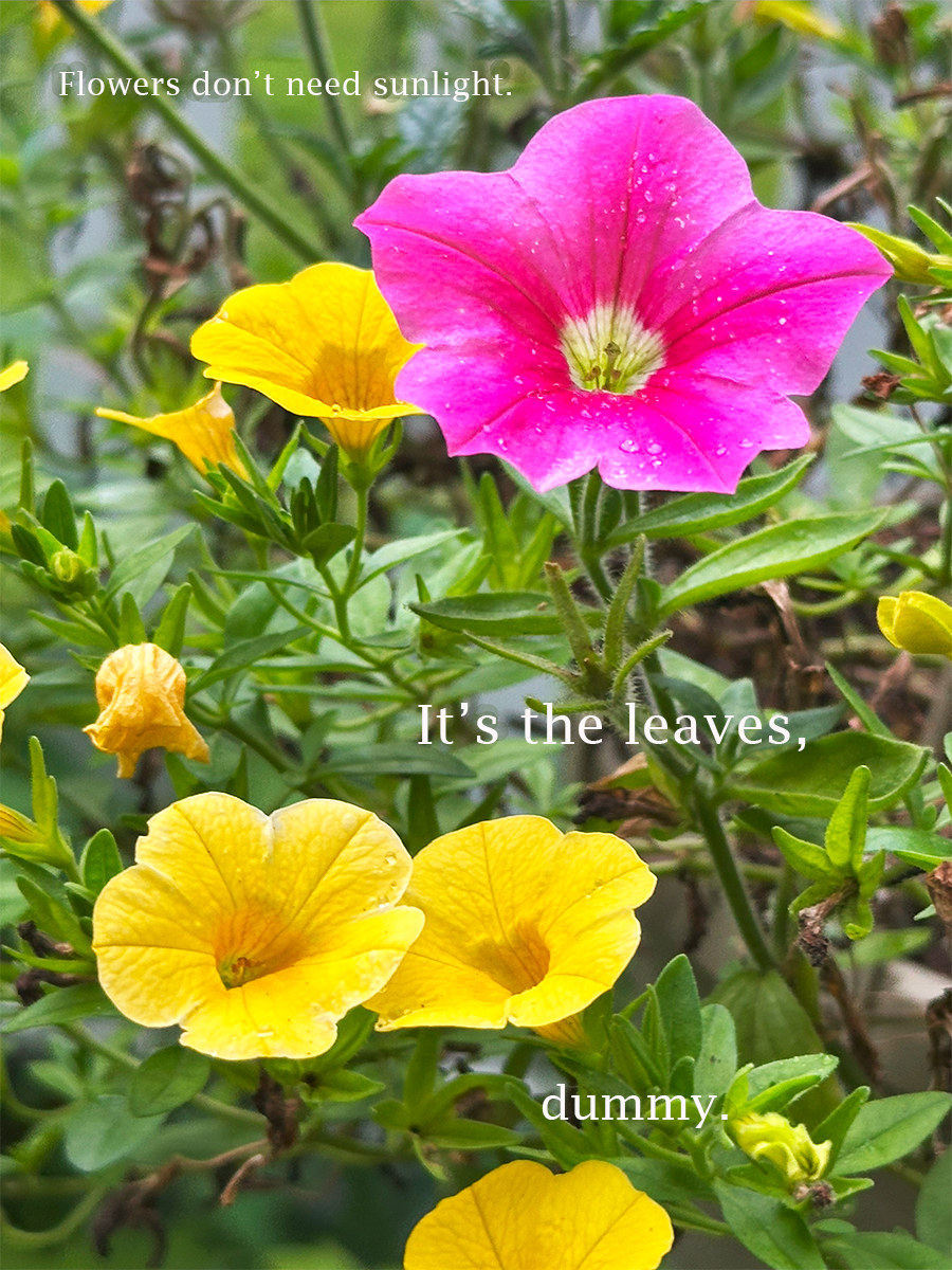 Flowers don't need sunlight. It's the leaves, dummy.